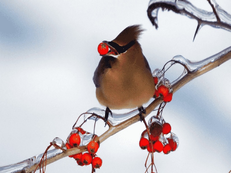 重庆试管别人的小孩（试管夹子的用途）